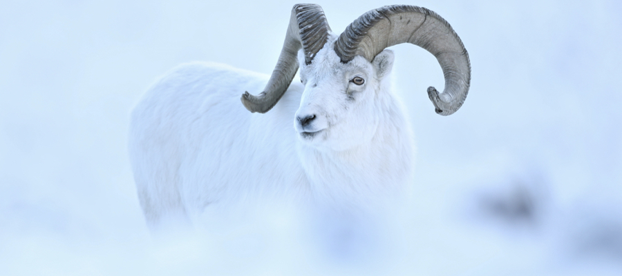 A WHITE DREAM